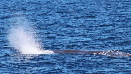 View of whale swimming in sea