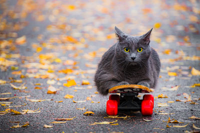 Skate cat  autumn leaves on the road