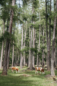 Horses in a forest