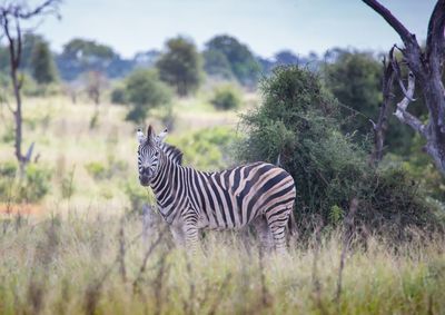 Zebras standing in a field