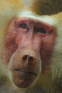 Close-up portrait of gorilla