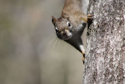 Close-up of squirrel on tree