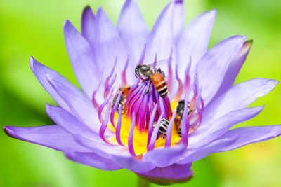 Close-up of bee pollinating on purple flower