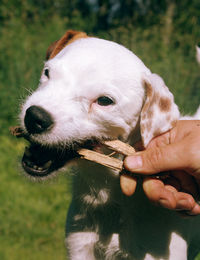 Close-up of dog biting wood held by human hand