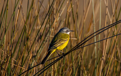 Close-up of bird perching on plant