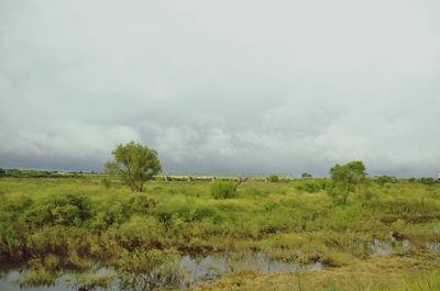 Trees on field against sky