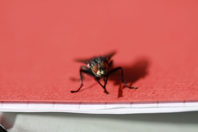 Close-up of housefly on book