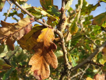 Low angle view of fruits growing on tree