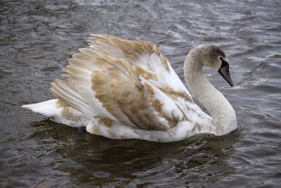 Swan floating on lake