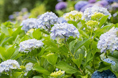 Close-up of white flowering plants