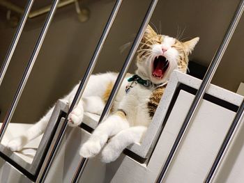 Close-up of cat yawning