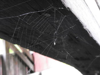 Close-up of spider web