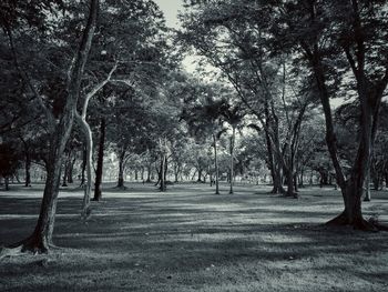 Trees in park