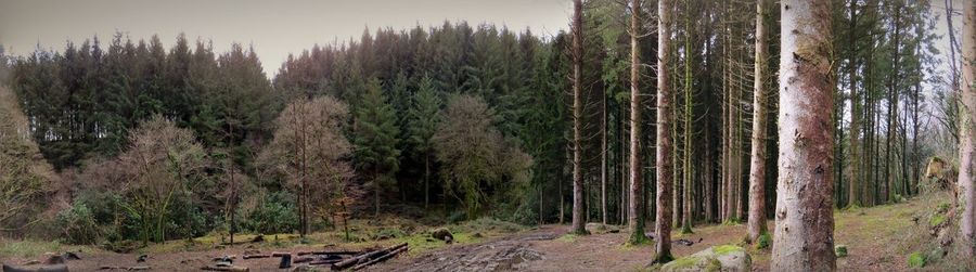 Panoramic shot of trees in forest against sky