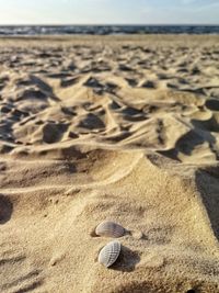 Close-up of shells on sand at beach against sky