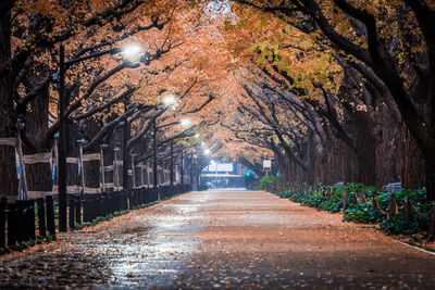 Yellow ginkgo trees and yellow ginkgo leaves at icho namiki avenue tokyo,japan.