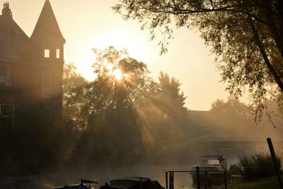 Sun shining over trees