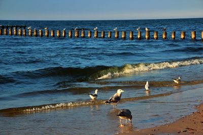 Seagulls on beach