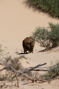 View of a horse on field