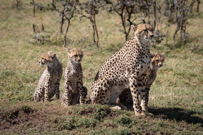 Cheetah sitting on field in zoo