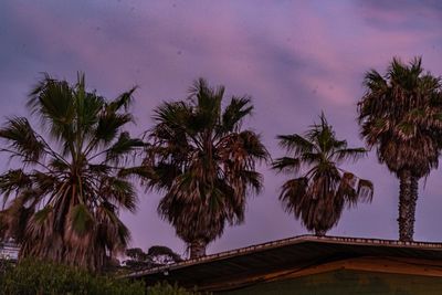 Palm trees against sky at dusk