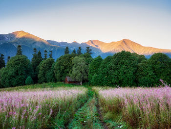 Scenic view of field by mountains against sky