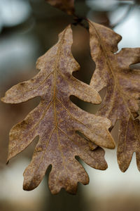 Close-up of dried autumn leaves