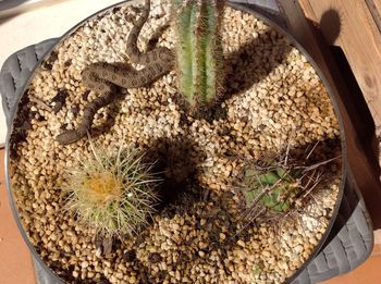 High angle view of succulent plant in pot