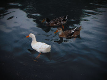 High angle view of ducks swimming in lake