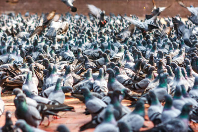 Flock of birds perching outdoors