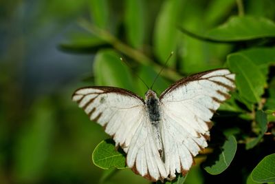 Close-up of butterfly pollinating flower