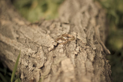 Close-up of wedding rings on branch