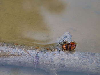 Close-up of crab on rock in sea