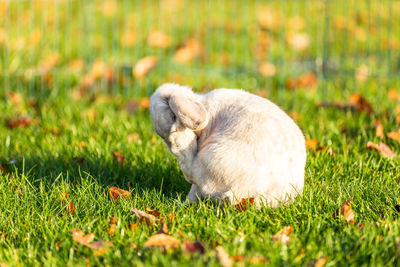 Young rabbits on the grass in nature in sunshine