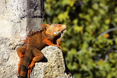 Close-up of lizard on rock