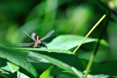 Close-up of insect on plant