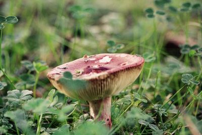 Close-up of mushroom growing on field