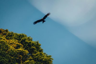 Low angle view of bird flying in sky