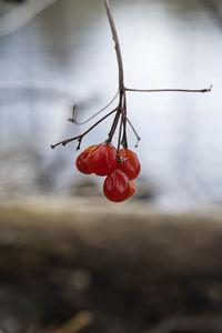 Close-up of red rose on plant