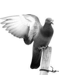 Close-up of seagull perching on white background