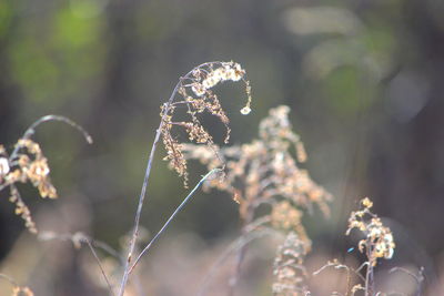 Close-up of frozen plant