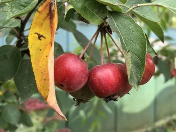 Close-up of cherries growing on tree