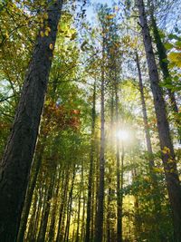 Sunlight streaming through trees in forest