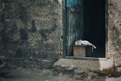 Cat in doorway