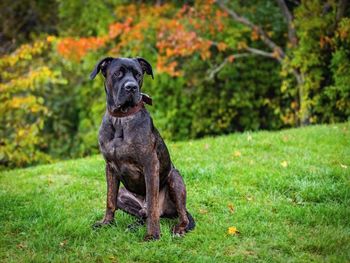 Portrait of dog sitting on land