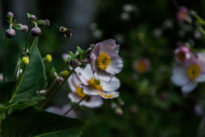 Close-up of flowers blooming on tree