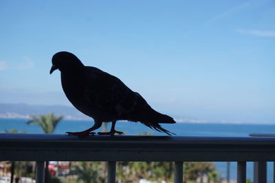 Bird perching on a railing