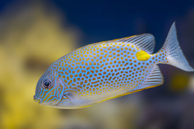 Close-up of fish swimming in sea