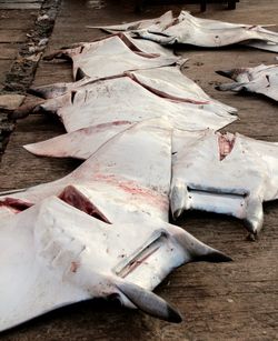 High angle view of fish for sale