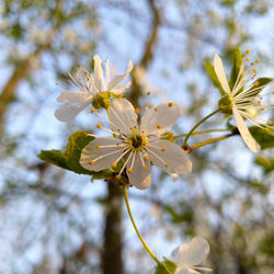 Close-up of cherry blossom on tree